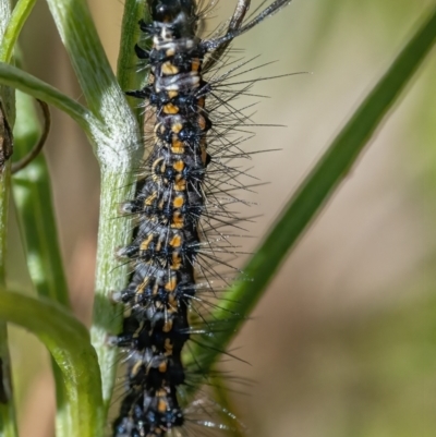 Nyctemera amicus (Senecio Moth, Magpie Moth, Cineraria Moth) at QPRC LGA - 5 Mar 2021 by WHall