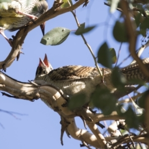 Eudynamys orientalis at Belconnen, ACT - 4 Mar 2021