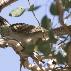 Eudynamys orientalis at Belconnen, ACT - 4 Mar 2021