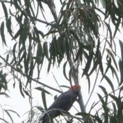 Callocephalon fimbriatum at Acton, ACT - 27 Feb 2021