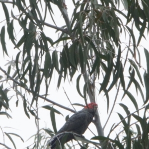 Callocephalon fimbriatum at Acton, ACT - 27 Feb 2021