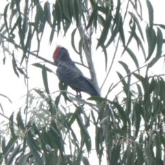 Callocephalon fimbriatum at Acton, ACT - 27 Feb 2021