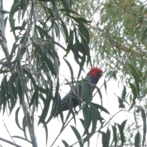 Callocephalon fimbriatum at Acton, ACT - 27 Feb 2021