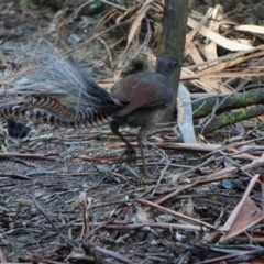 Menura novaehollandiae (Superb Lyrebird) at Paddys River, ACT - 15 Jul 2018 by MReevesii00milktea