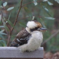 Dacelo novaeguineae (Laughing Kookaburra) at Acton, ACT - 7 May 2019 by MReevesii00milktea