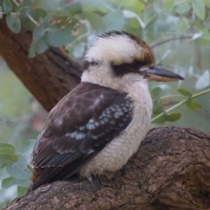 Dacelo novaeguineae at Acton, ACT - 7 May 2019