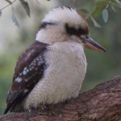 Dacelo novaeguineae at Acton, ACT - 7 May 2019