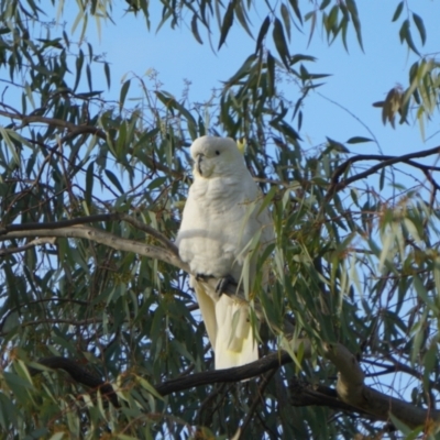 Cacatua galerita (Sulphur-crested Cockatoo) at Australian National University - 23 Apr 2019 by MReevesii00milktea