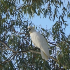 Cacatua galerita at Acton, ACT - 24 Apr 2019 05:51 AM