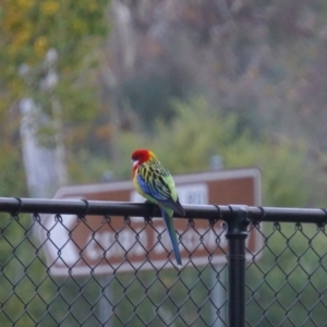 Platycercus eximius at Acton, ACT - 7 May 2019 05:40 AM