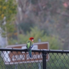 Platycercus eximius at Acton, ACT - 7 May 2019