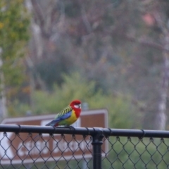 Platycercus eximius at Acton, ACT - 7 May 2019 05:40 AM