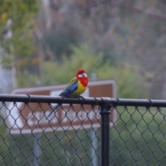 Platycercus eximius at Acton, ACT - 7 May 2019