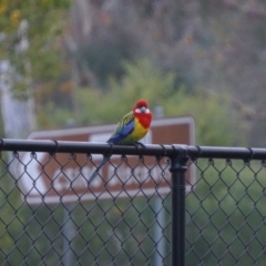 Platycercus eximius at Acton, ACT - 7 May 2019 05:40 AM