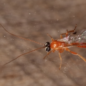 Ichneumonidae (family) at Melba, ACT - 1 Mar 2021 11:26 PM