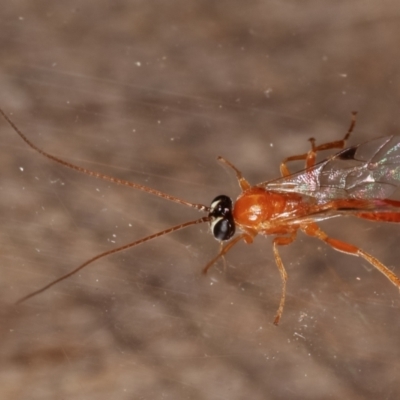 Ichneumonidae (family) (Unidentified ichneumon wasp) at Melba, ACT - 1 Mar 2021 by kasiaaus