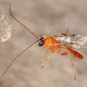 Ichneumonidae (family) at Melba, ACT - 1 Mar 2021