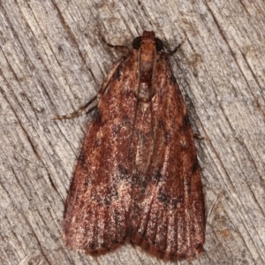 Mimaglossa nauplialis and habitalis at Melba, ACT - 1 Mar 2021