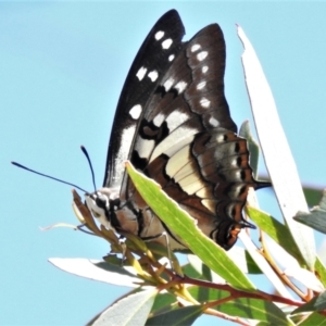 Charaxes sempronius at Coree, ACT - 5 Mar 2021