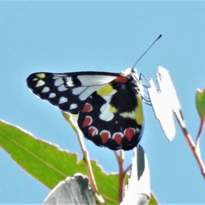 Delias aganippe (Spotted Jezebel) at Coree, ACT - 5 Mar 2021 by JohnBundock