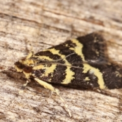 Scoparia spelaea at Melba, ACT - 1 Mar 2021 11:33 PM