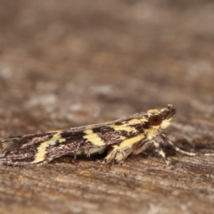 Scoparia spelaea at Melba, ACT - 1 Mar 2021 11:33 PM