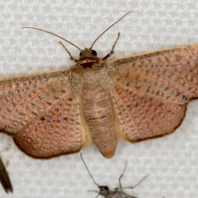 Aglaopus centiginosa (Dark-fringed Leaf Moth) at Melba, ACT - 20 Feb 2021 by Bron