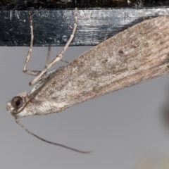 Heteromicta pachytera (Galleriinae subfamily moth) at Melba, ACT - 19 Feb 2021 by Bron
