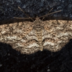 Ectropis fractaria (Ringed Bark Moth) at Melba, ACT - 19 Feb 2021 by Bron
