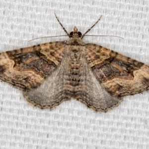 Epyaxa sodaliata at Melba, ACT - 20 Feb 2021 09:57 AM