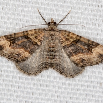 Epyaxa sodaliata (Sodaliata Moth, Clover Moth) at Melba, ACT - 19 Feb 2021 by Bron