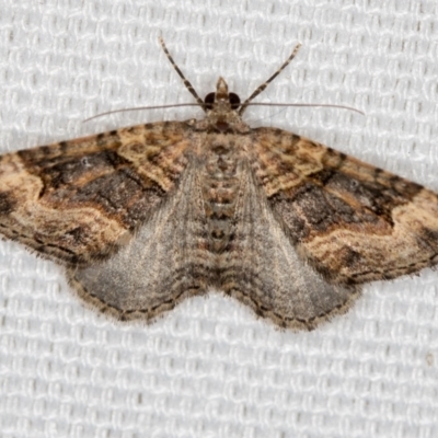 Epyaxa sodaliata (Sodaliata Moth, Clover Moth) at Melba, ACT - 20 Feb 2021 by Bron