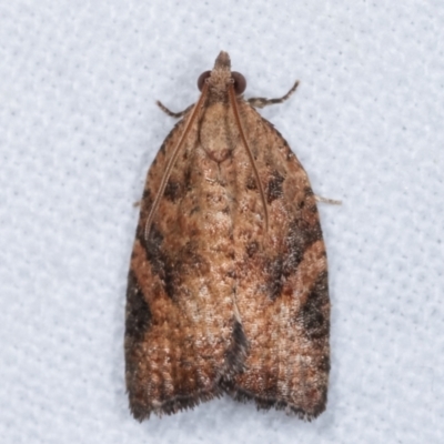 Anisogona similana (A tortrix moth) at Melba, ACT - 1 Mar 2021 by kasiaaus