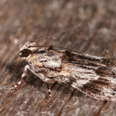 Spectrotrota fimbrialis at Melba, ACT - 1 Mar 2021