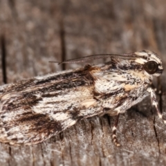 Spectrotrota fimbrialis at Melba, ACT - 1 Mar 2021