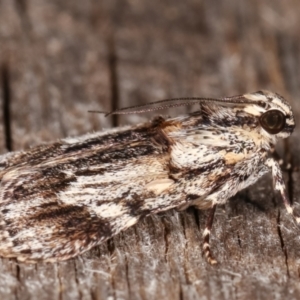 Spectrotrota fimbrialis at Melba, ACT - 1 Mar 2021