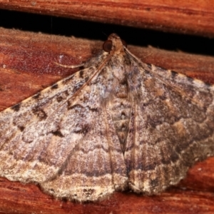 Diatenes aglossoides at Melba, ACT - 2 Mar 2021