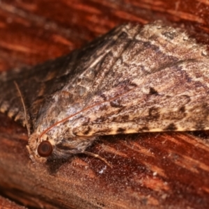 Diatenes aglossoides at Melba, ACT - 2 Mar 2021