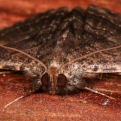 Diatenes aglossoides at Melba, ACT - 2 Mar 2021