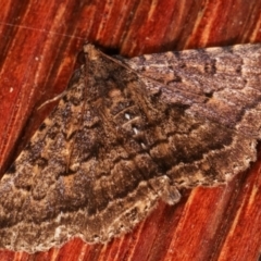 Diatenes aglossoides at Melba, ACT - 2 Mar 2021 09:21 PM