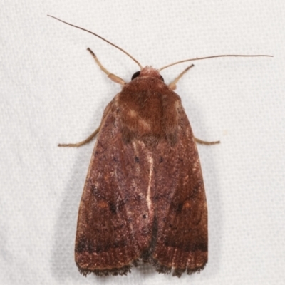 Diarsia intermixta (Chevron Cutworm, Orange Peel Moth.) at Melba, ACT - 2 Mar 2021 by kasiaaus