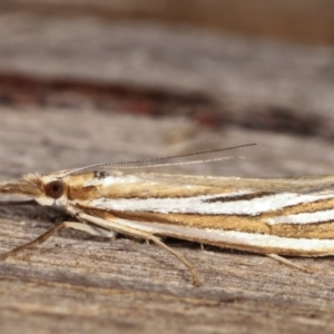 Hednota species near grammellus at Melba, ACT - 2 Mar 2021 09:19 PM