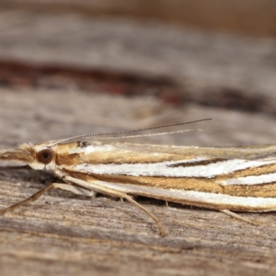 Hednota species near grammellus (Pyralid or snout moth) at Melba, ACT - 2 Mar 2021 by kasiaaus