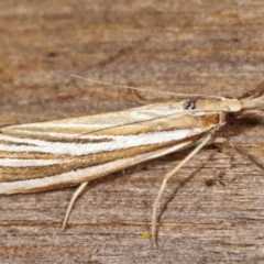 Hednota species near grammellus at Melba, ACT - 2 Mar 2021 09:19 PM