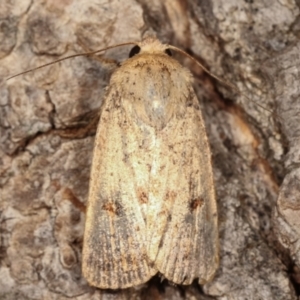 Proteuxoa (genus) at Melba, ACT - 2 Mar 2021