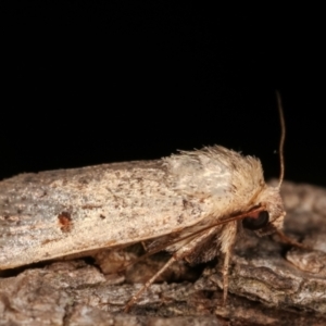 Proteuxoa (genus) at Melba, ACT - 2 Mar 2021 09:12 PM