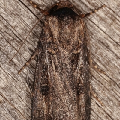 Agrotis ipsilon (Agrotis ipsilon) at Melba, ACT - 2 Mar 2021 by kasiaaus