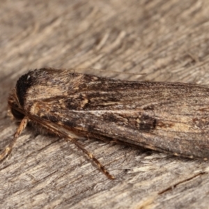 Agrotis ipsilon at Melba, ACT - 2 Mar 2021