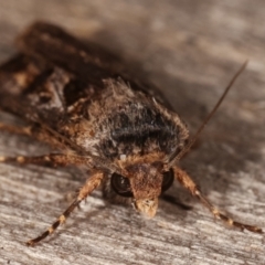 Agrotis ipsilon at Melba, ACT - 2 Mar 2021 09:22 PM