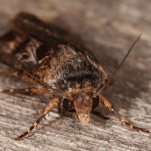 Agrotis ipsilon at Melba, ACT - 2 Mar 2021